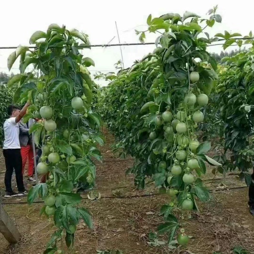 玉林立柱 