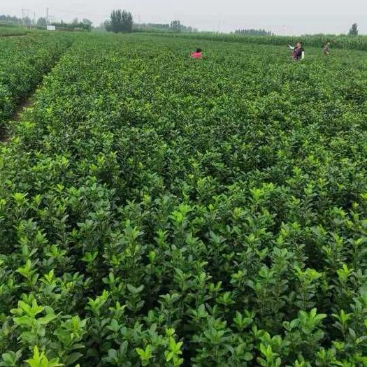 保定 胶东卫矛40到90高都有现货价格便宜。质量有保障。火热销售