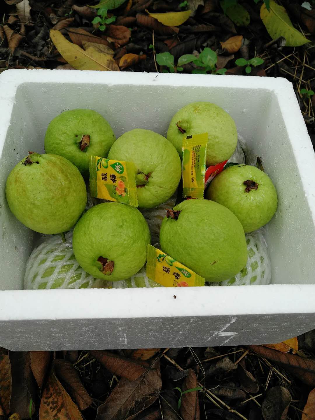  红心芭乐潘石榴5斤18元