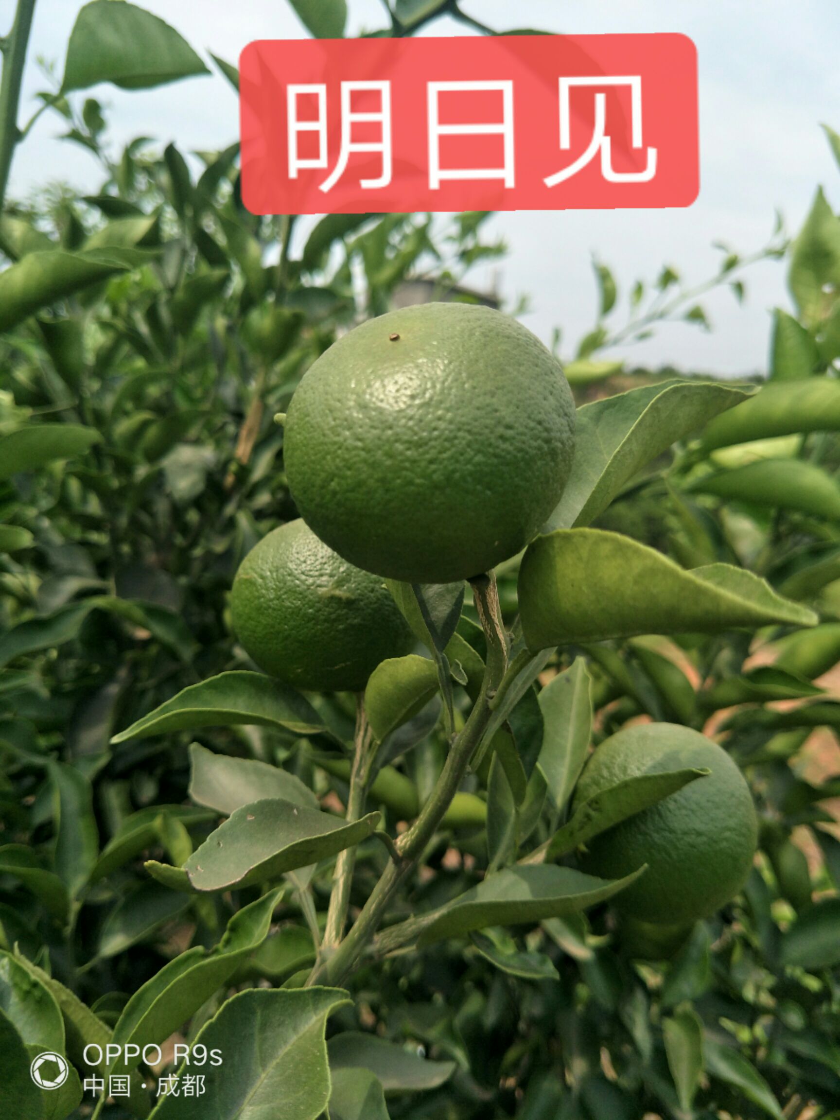 明日见柑橘苗 优惠5元起:明日见嫁接苗，品质保证价格优