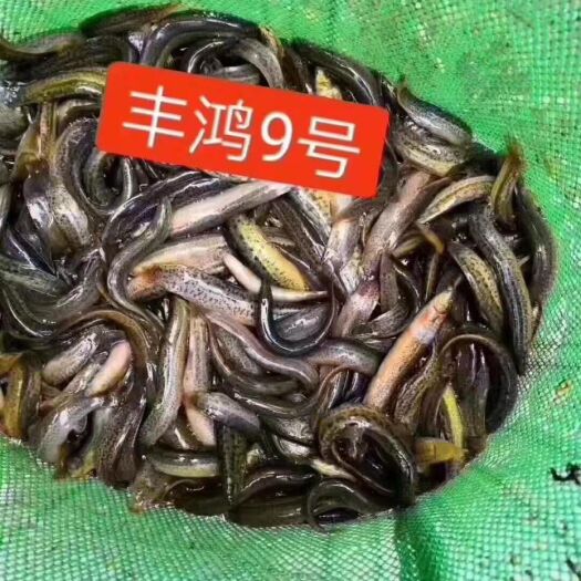 泥鳅苗 专业从事泥鳅养殖的现代化农业公司
