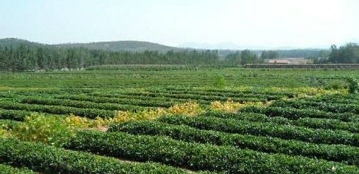 日照 江北最优质天然无公害日照绿茶，品质优良，叶片厚养分足耐冲泡