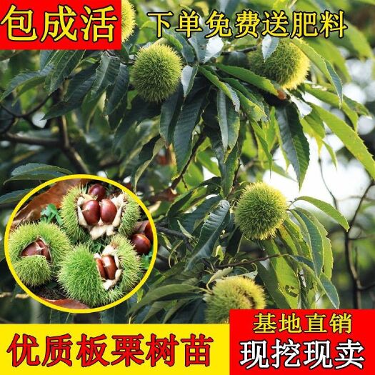 平邑县大红袍板栗苗  嫁接果树苗板粟苗大红袍