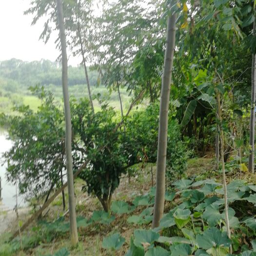 松滋市 大量自己种植的栾树