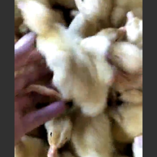 惠州 樱桃谷肉鸭苗
