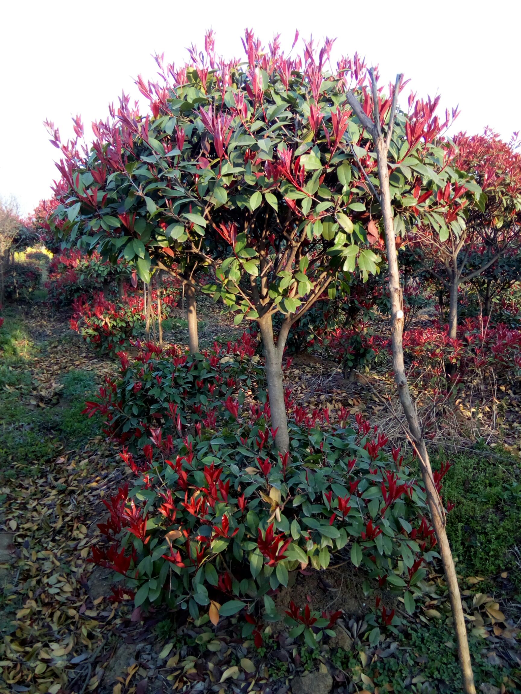 小叶女贞造型树 