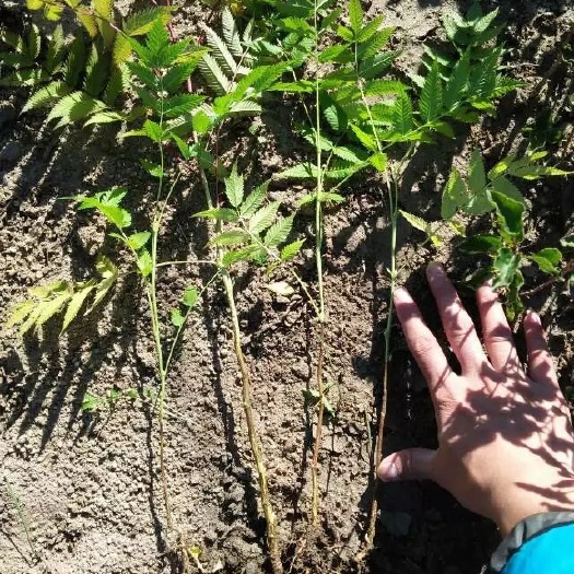 珍珠梅种子  珍珠梅，建圃苗，工程灌木，杯苗