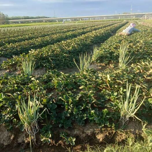 淮南红颜草莓苗 10公分以下 地栽苗