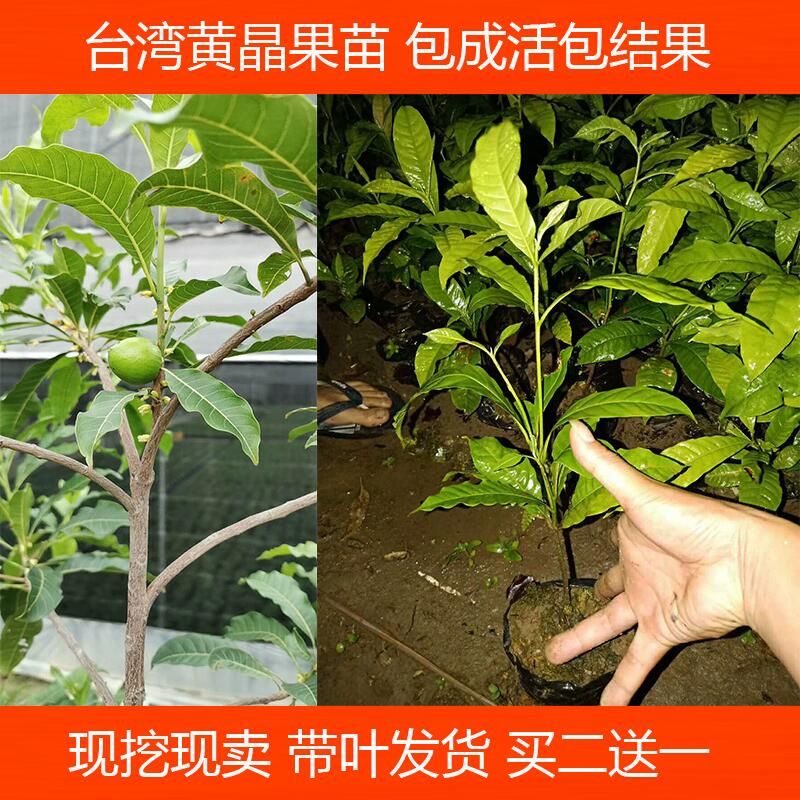 黃晶果苗 四季黃金果樹苗 果南方種植加蜜蛋黃果樹苗