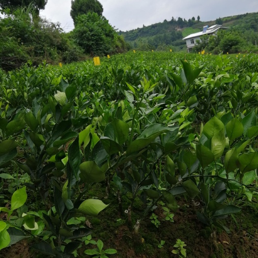 资中县 塔罗科血橙苗