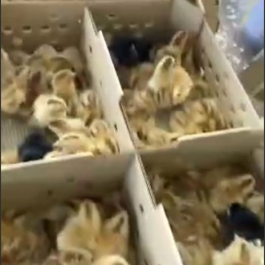 深圳 灵土鸡苗