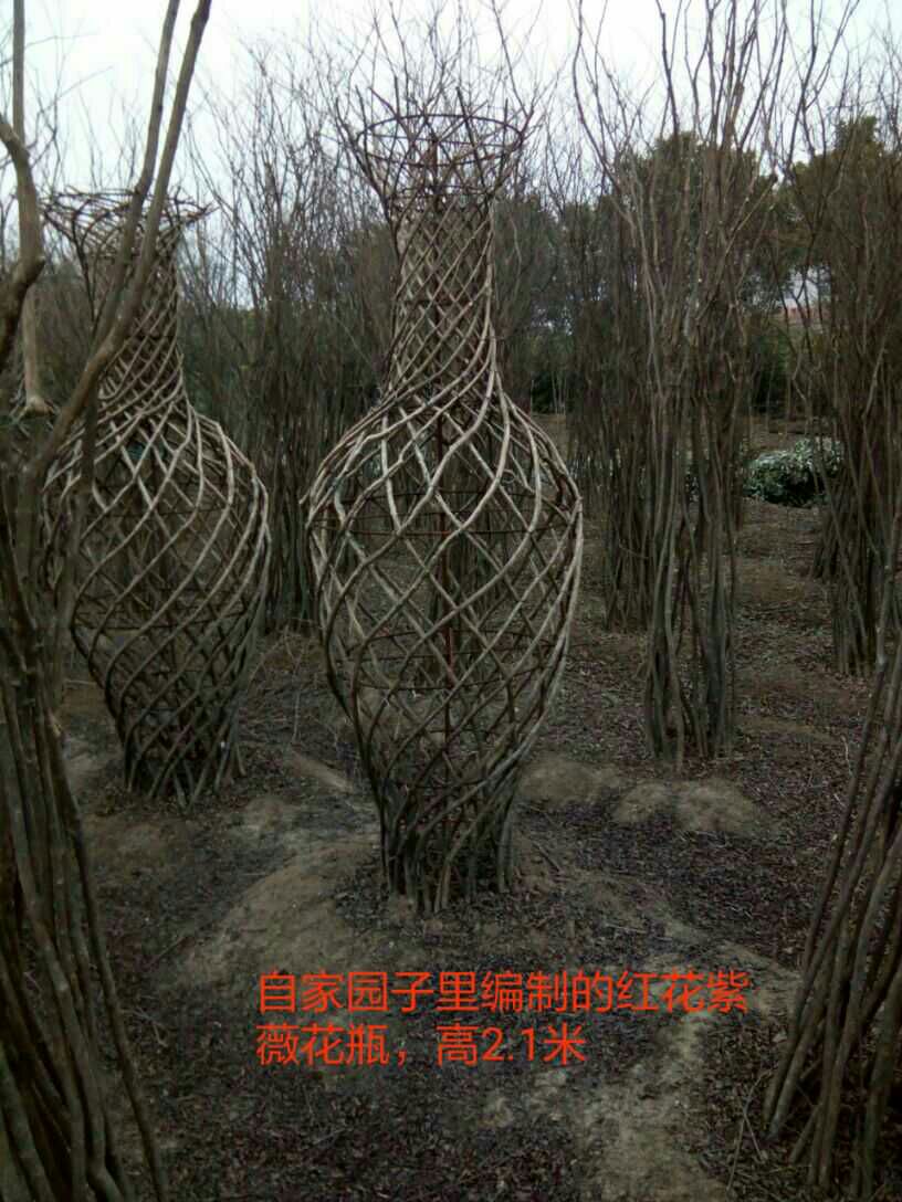 小叶女贞造型树 