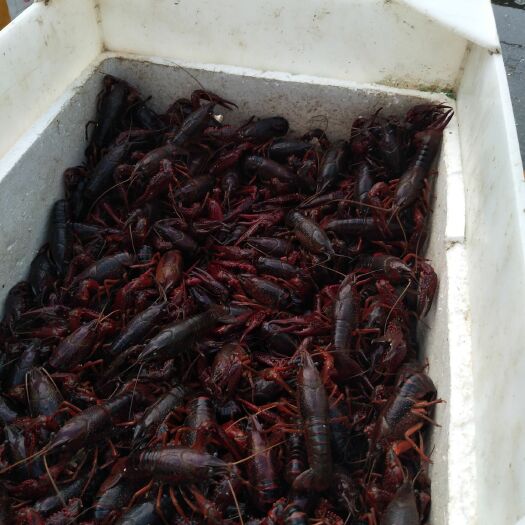 深圳红壳小龙虾 4-6钱 人工养殖