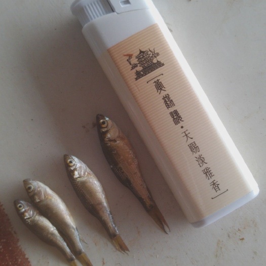 汉川市麦鲮鱼 出售20~30尾一斤