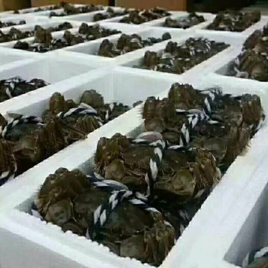 济南兴化大闸蟹 优质毛母（0.6两-0.8两）批发，诚招合伙人，一件代发