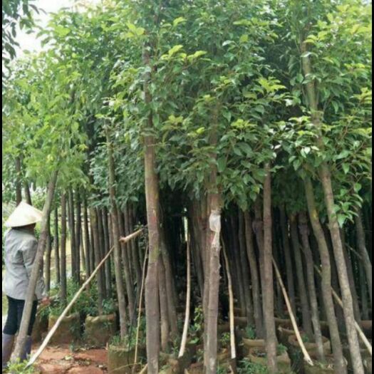 桃源县 批发各种规格大小香樟树苗。