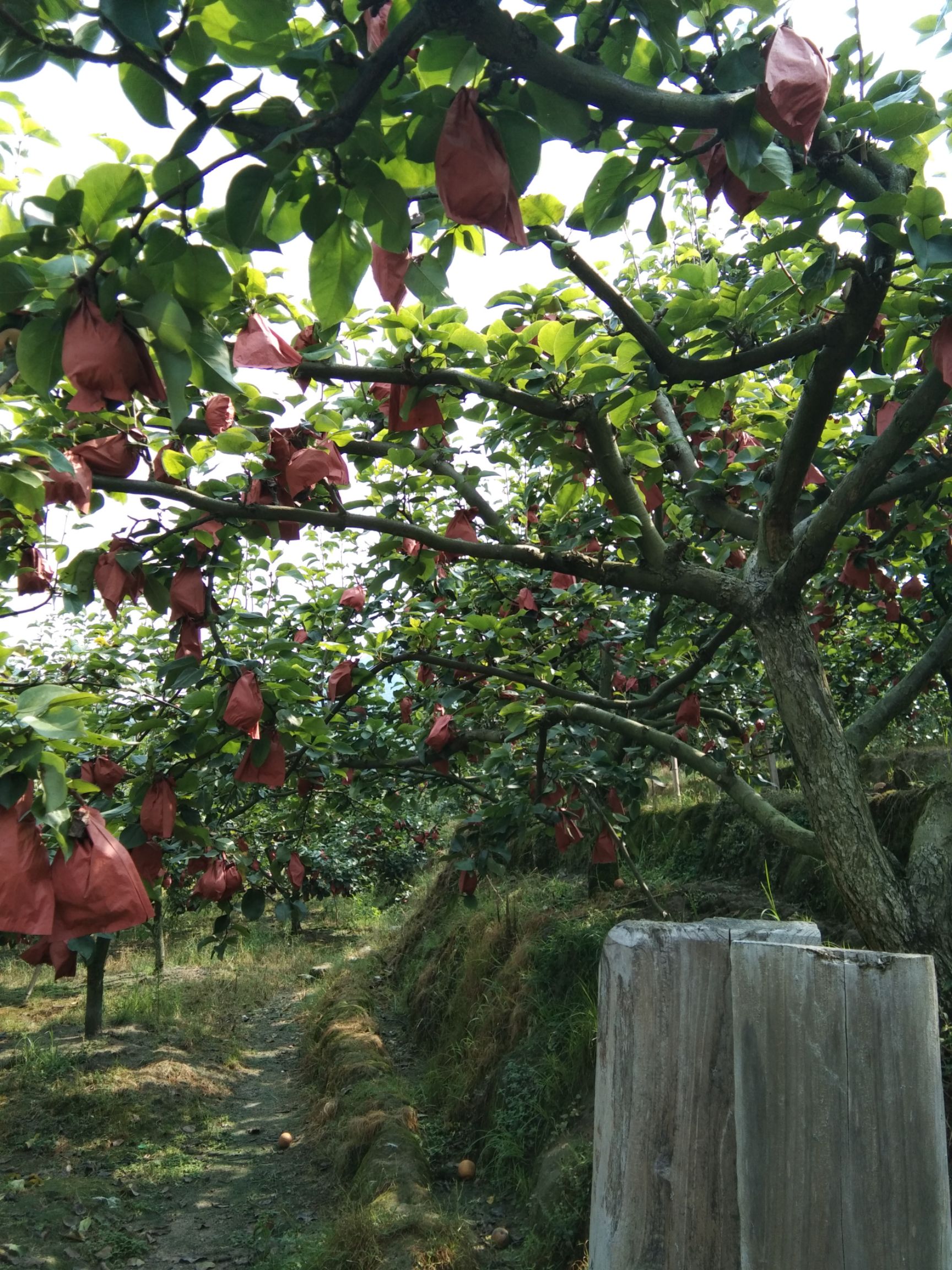 金秋梨 欢迎各位老板前来收购