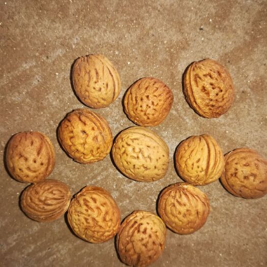 献县桃树种子  大量供应新产山桃核种子20000斤，净度好芽率高。