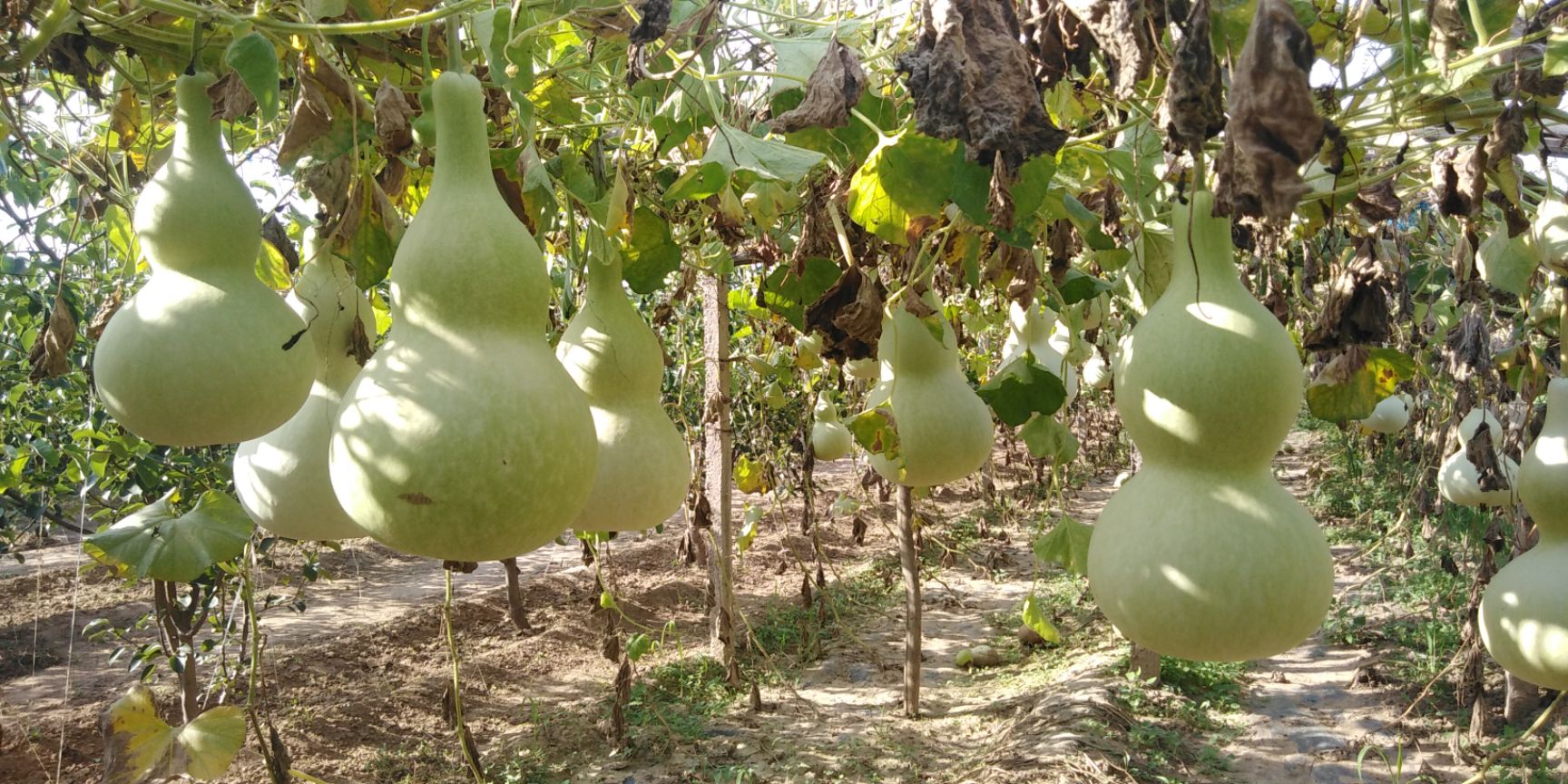  超大葫芦种子销售