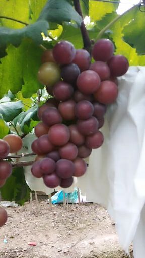南通乒乓球葡萄 1.5- 2斤 5%以下 1次果