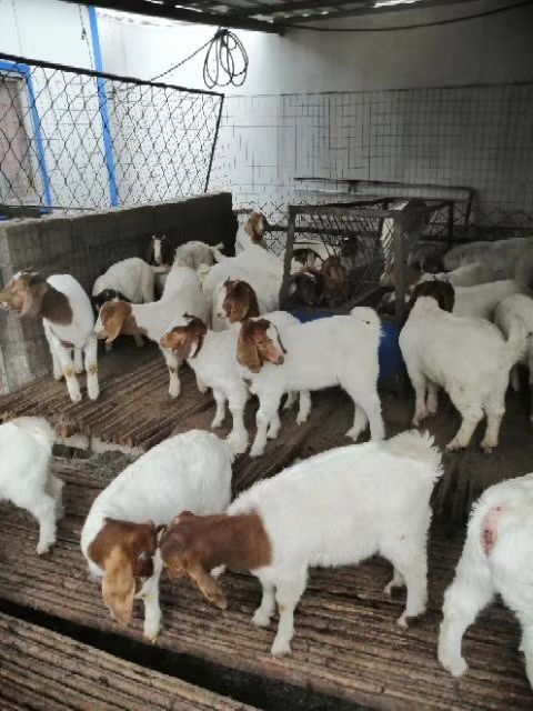 菏泽波尔山羊 农户放养 真诚合作 有需要的联系