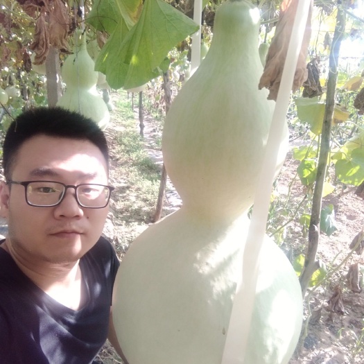 文水县 超大葫芦种子销售
