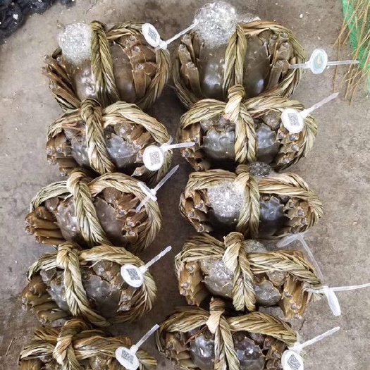 兴化大闸蟹 蟹塘直供
