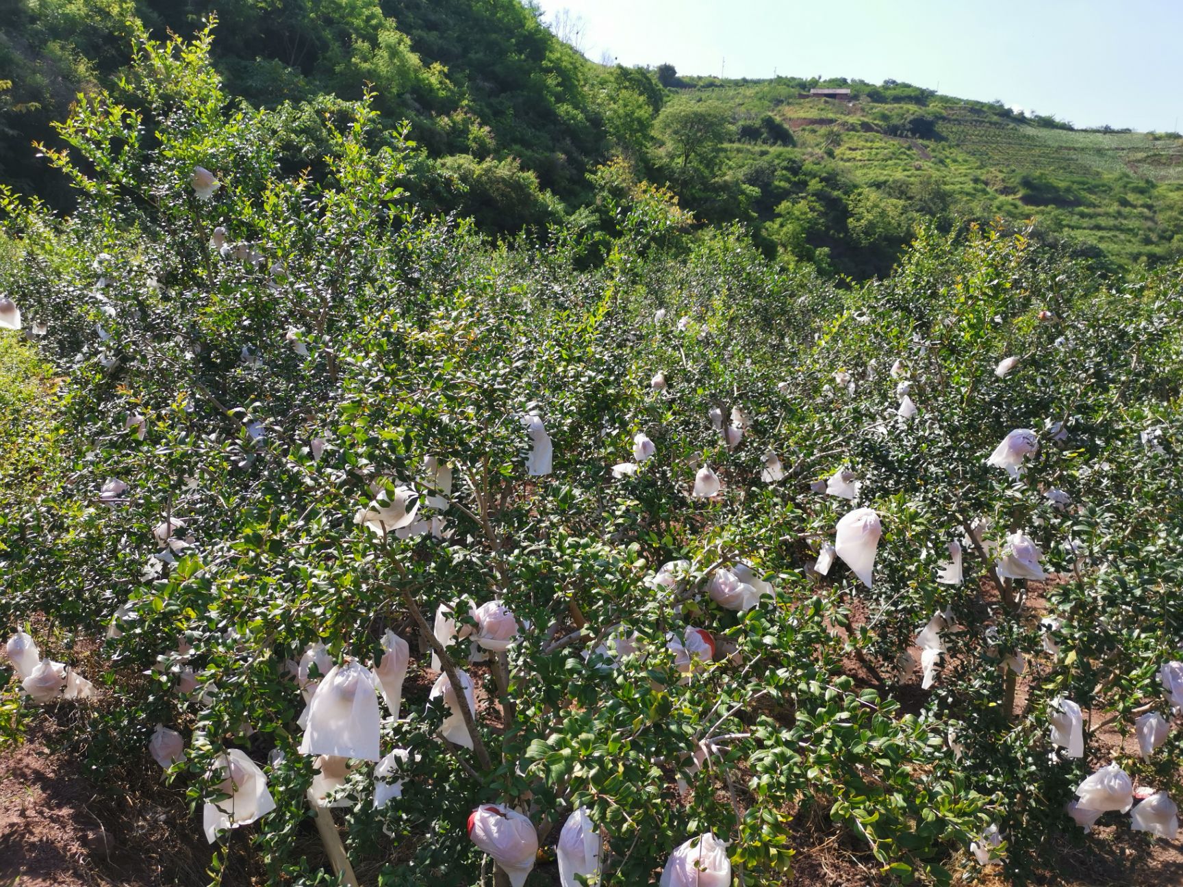  昆明贺有农业开发有限公司驻会泽盐水软子石榴种植基地