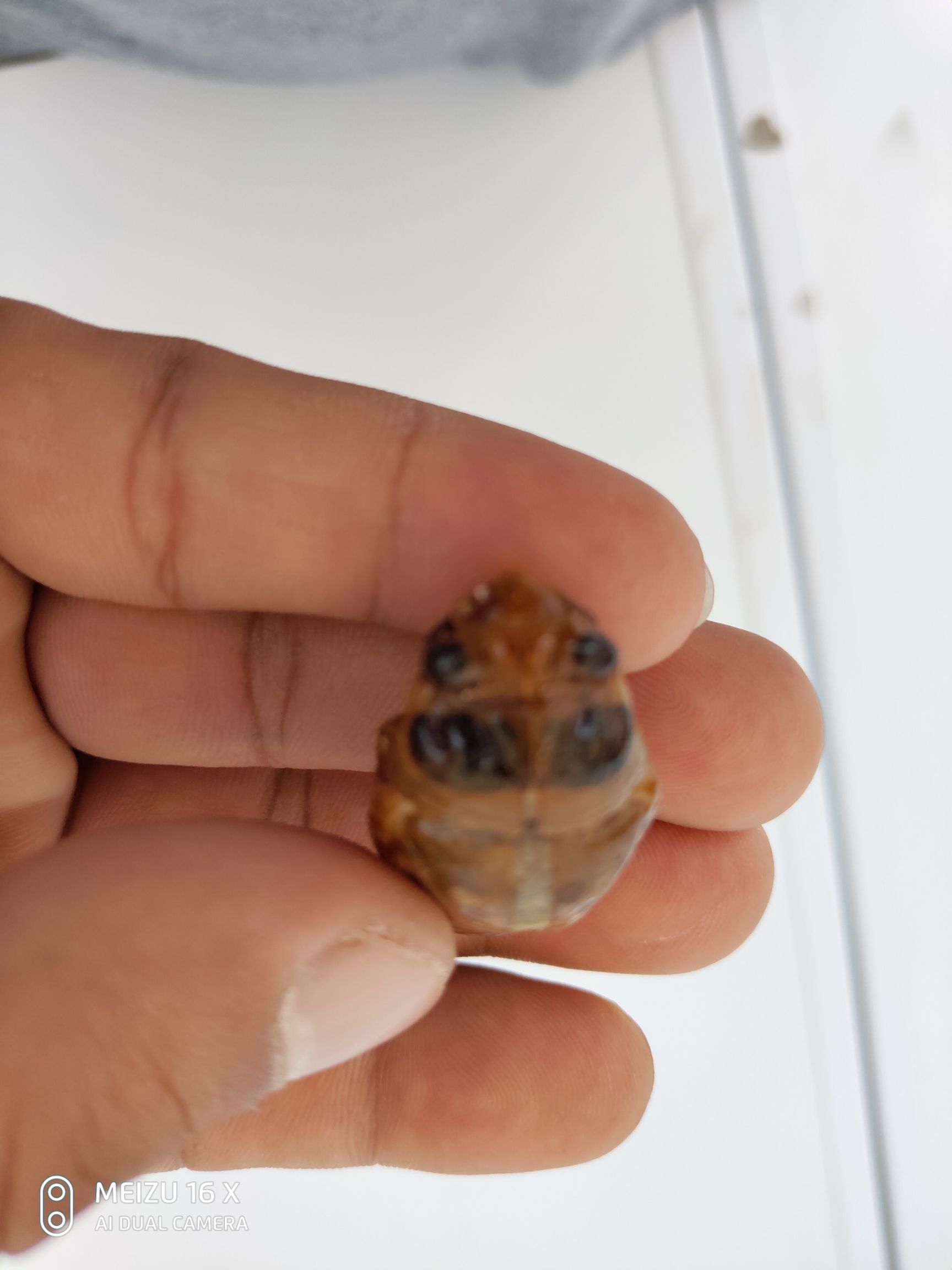  纯金蝉