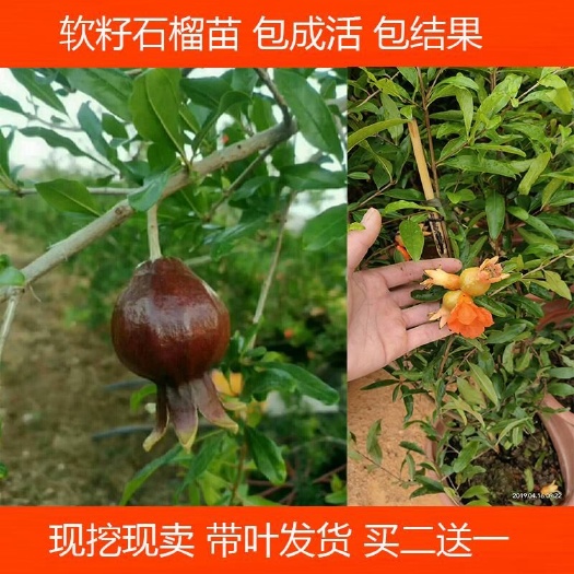 灵山县突尼斯软籽石榴树苗 石榴苗地栽庭院果树苗突尼斯软籽石榴苗南北