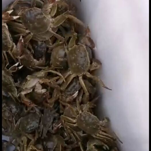 微山县 微山湖大闸蟹，南美白对虾