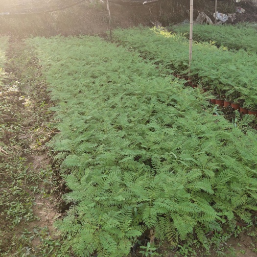 宜宾 蓝花楹苗子杯苗多头丛生杯苗大量出售