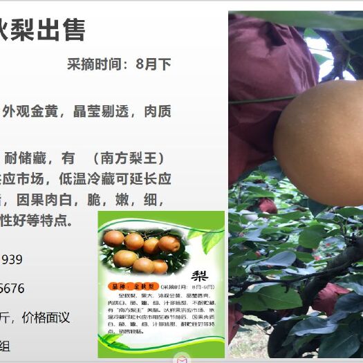 洪江市 高山金秋梨成熟了，皮薄多汁，肉质细腻，欢迎订购。