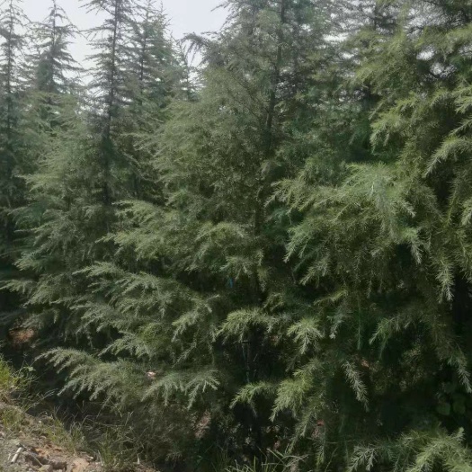 南京 三米雪松，以质论价