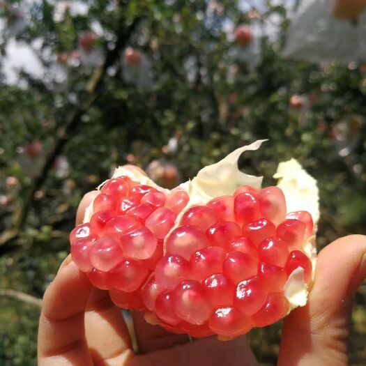 蒙自市 云南蒙自老树甜石榴皮薄，籽大，津多味美，生津止渴，无核化渣！