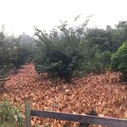 河源 广东客家鸡土鸡