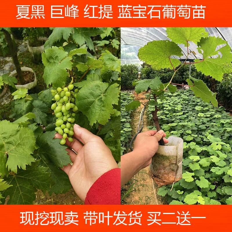 蓝宝石葡萄苗果树苗葡萄树苗盆栽地栽北方南方种植葡萄树苗