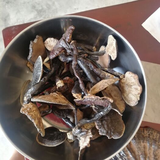 罗甸县紫灵芝 如果不是一分钱不要