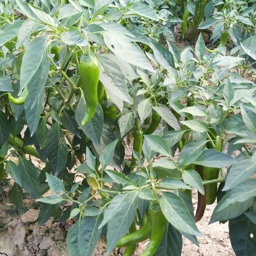 汉寿县牛角椒 10~15cm 微辣 靑色