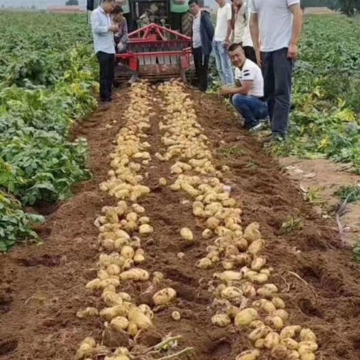 土豆种新品沃土5号雪原公司，早熟，，抗病，亩产8000斤