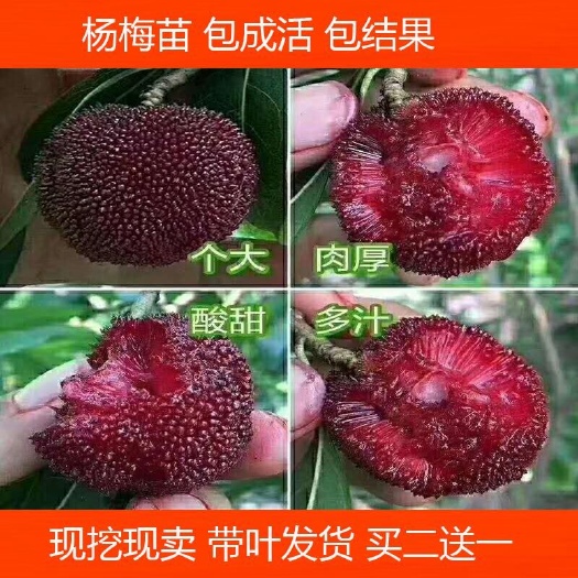 灵山县杨梅树苗正宗嫁接东魁杨梅树苗 杨梅迟熟早熟带叶发货果树苗