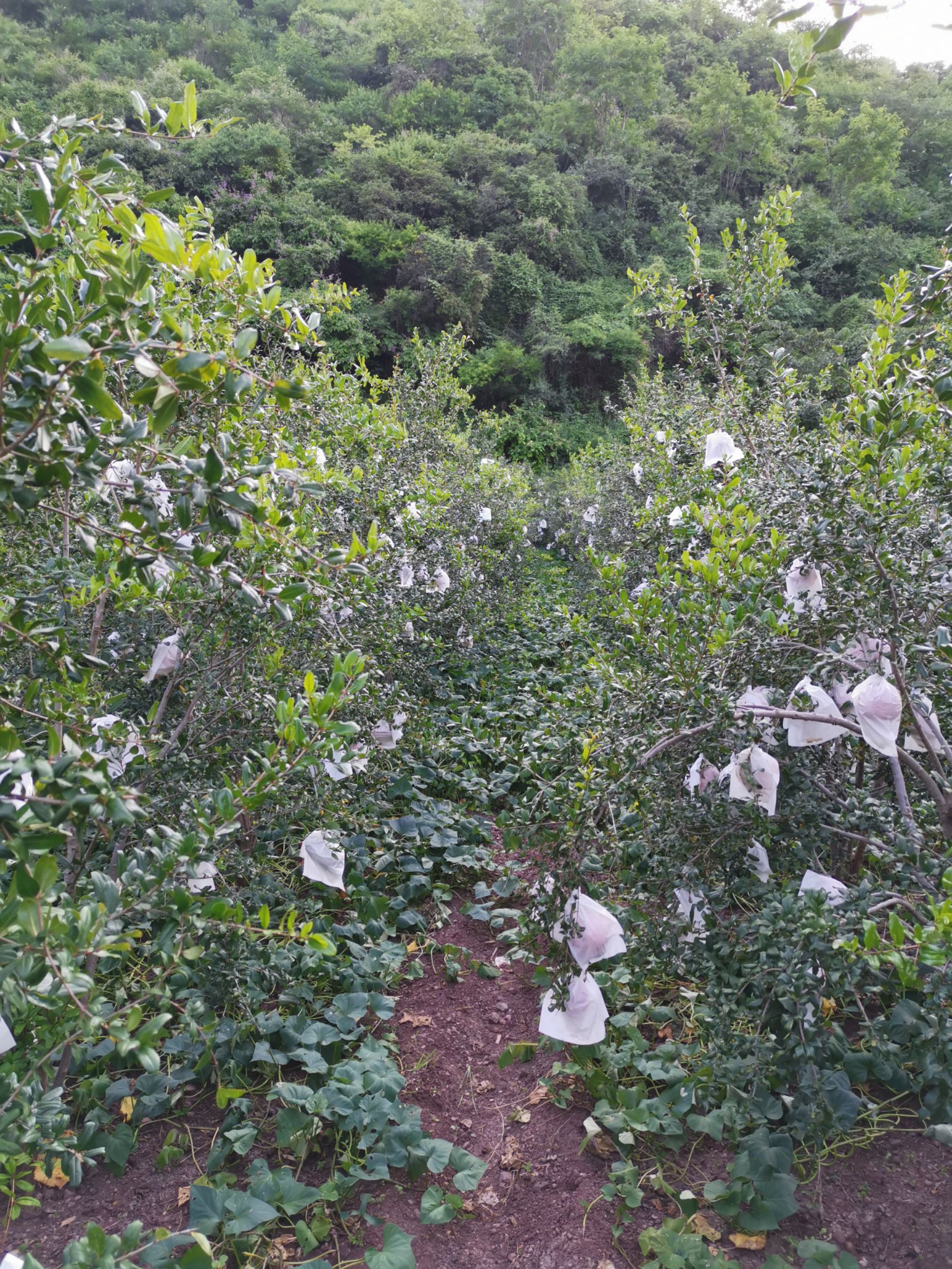  昆明贺有农业开发有限公司驻会泽盐水软子石榴种植基地