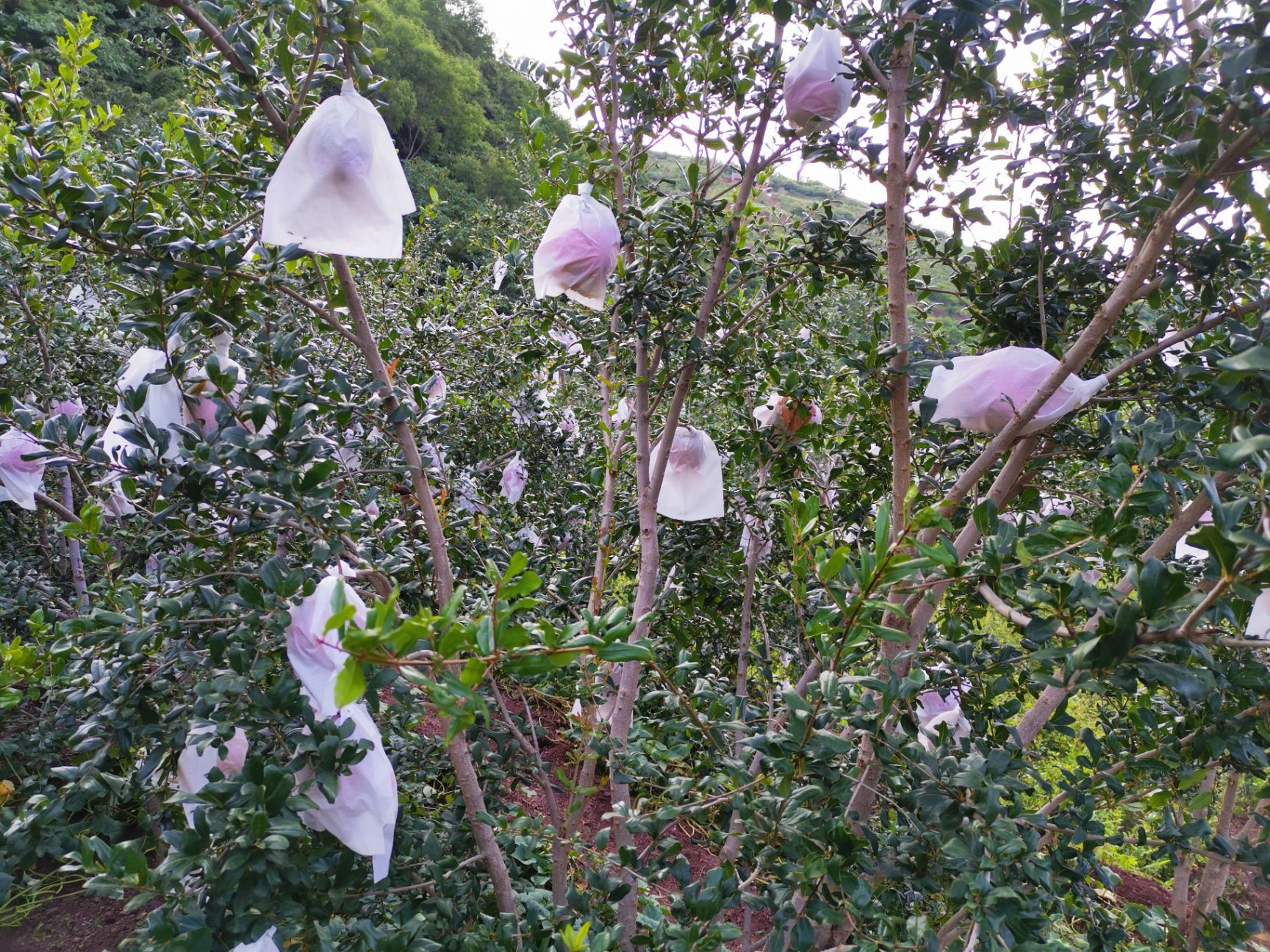  昆明贺有农业开发有限公司驻会泽盐水软子石榴种植基地