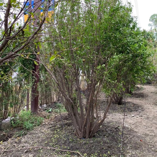 西昌市花石榴大量供应
