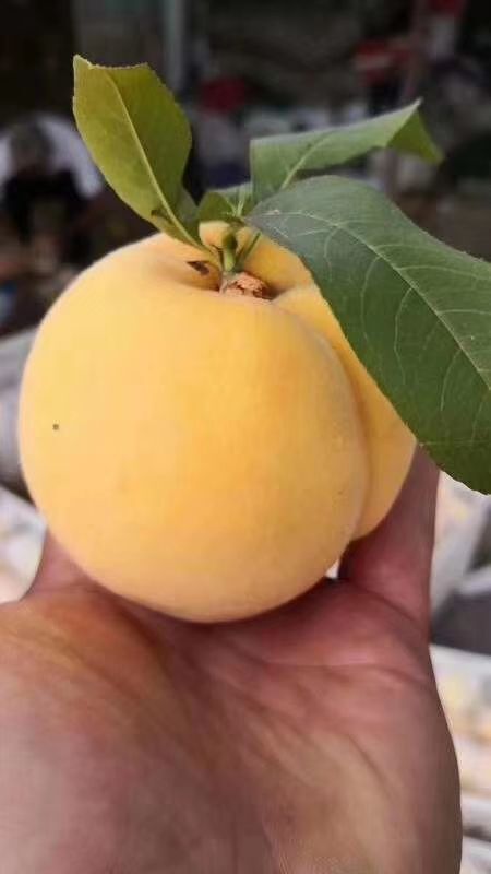 乾县 锦绣水蜜桃黄桃，汁多肉厚，香甜可口，！
