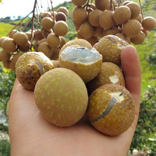 河口县 越南龙眼
