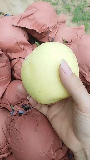皇冠梨 净数皇冠大量批发供应