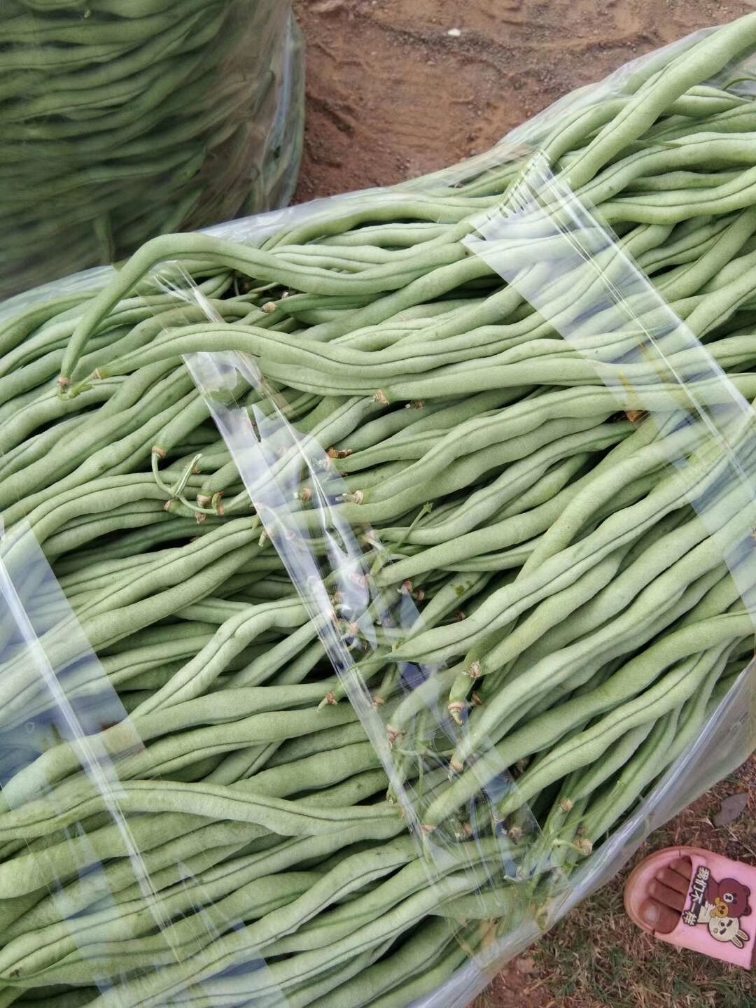 无筋豆角 无筋豆大量上市