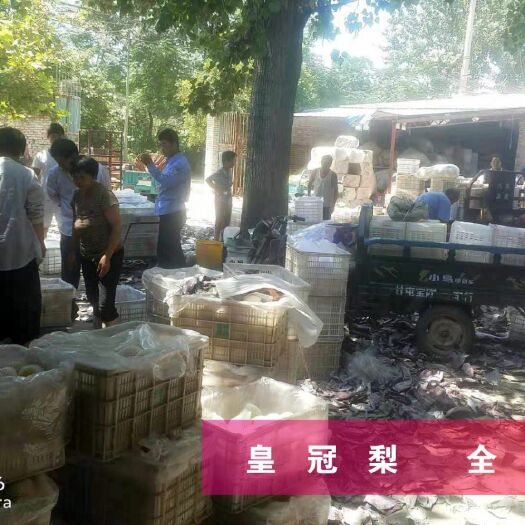 聊城 山东冠县皇冠香梨，脆皮香甜，现采摘现装车发货！