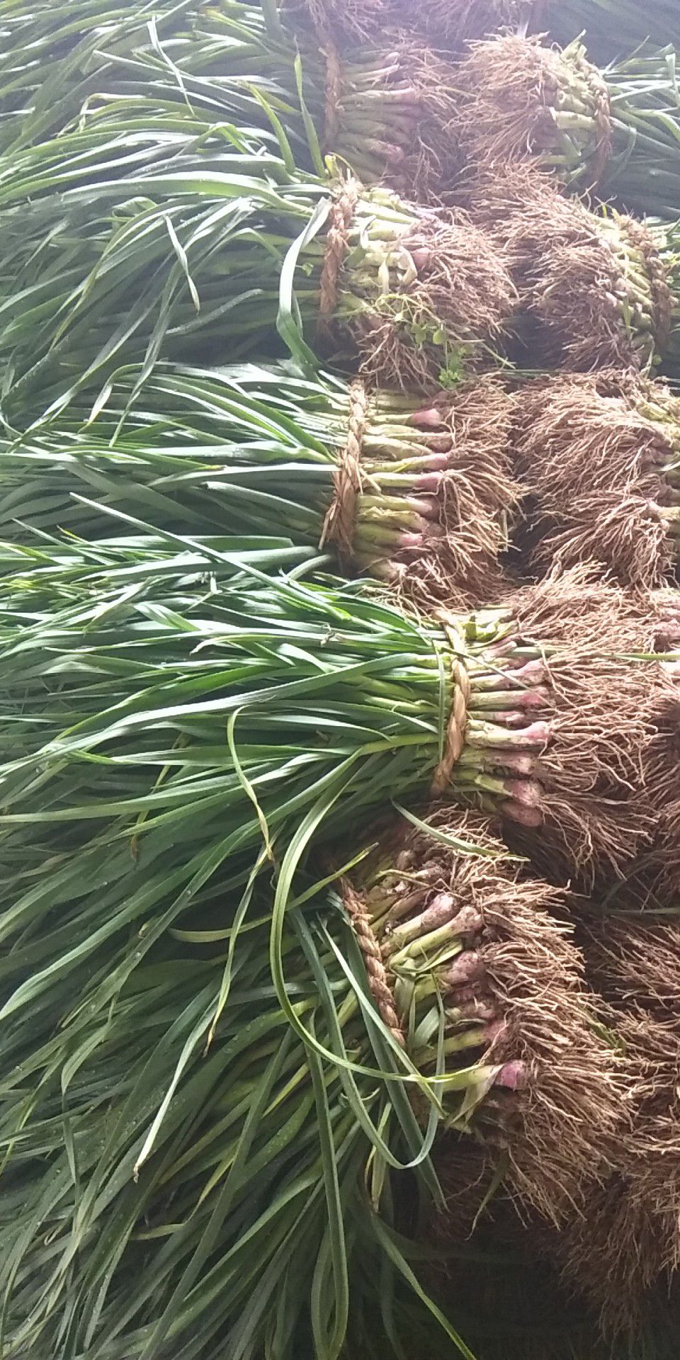 红根蒜苗 50 - 60cm